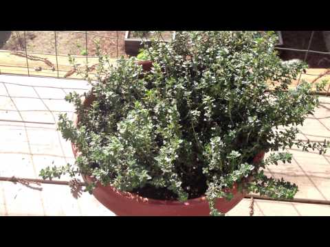how to replant thyme