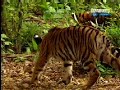 Strongest monkey in the world [Vs] two Tigers