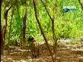 Strongest Monkey In The World Vs Two Tigers