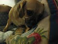 Reese - Evil #1
