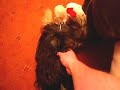 Molly (Yorkshire Terrier) Molly (Yorkshire Terrier)