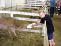 Milk-for-the-Calf