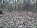 Wild Turkeys Feeding