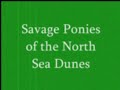 Mini ponies: North Sea Dune Ponies
