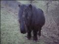 Mini ponies: North Sea Dune Ponies Mini ponies: North Sea Dune Ponies
