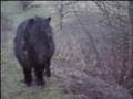 Mini Poni...