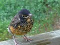 Seth Feeds a Baby Robin, Part 3