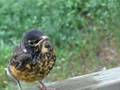 Seth Feeds a Baby Robin, Part 3