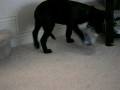 videos de puppies