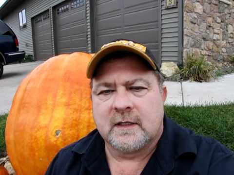 how to grow a 300 lb pumpkin
