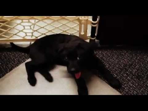 Cutest Black Lab Pitbull Mix Puppy in The World
