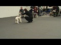 Bedlington Terriers on World Dog Show 2009, part 2