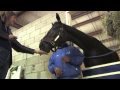 Zenyatta in her stall at Hollywood Park, 11-13-09