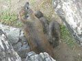 Baby Dassies and Mom
