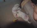 Dead Puppies