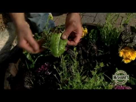 how to fertilize edible plants