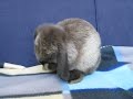 Jools cleans her ears Jools cleans her ears