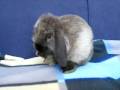 Jools cleans her ears