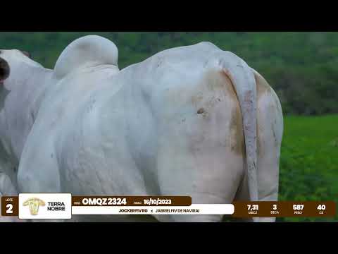 1� De Olho na Fazenda - Terra Nobre