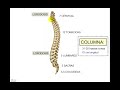 columna 1 columna 1