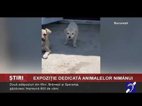 Expoziție dedicată animalelor nimănui