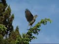 DIUCA (Diuca diuca) DIUCA (Diuca diuca)