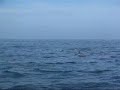 a Thousand Dolphins