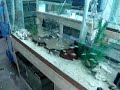 The Fishthoughts Hatchery! The Fishthoughts Hatchery!