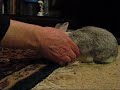 affection,bunny,indoor