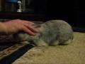 videos de Pookah affection always