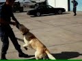 guias caninos guias caninos