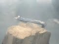 Attack of the Killer Squirrel