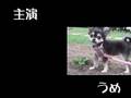 ガシガシに目覚めたチワワ