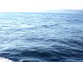 orka orka