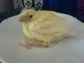 mes canaris