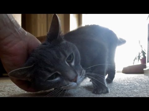 Understanding Your Cat - Rubbing/Scent Marking