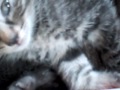 Click here to watch this video ささみっちはチビにゃんがお好き♪ -Sasami-chan loves kittens♪-
