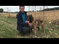 Fire, 8 J, M, Malinois, Ex Sprengstoffspürnase in Rente sucht neue Menschen.