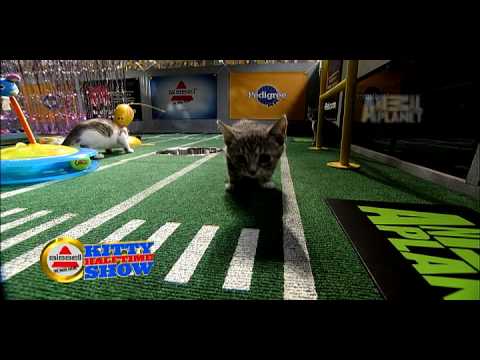 Puppy Bowl VI- Kitty Halftime Show