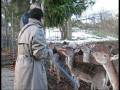 Deer Feeding