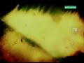 For Fun - Hidroponica