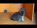MPEG0010.MP4