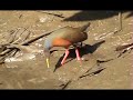 gray-necked wood-rail