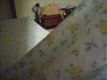 Carpa en casa.