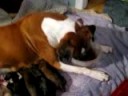 pumpkins pups3