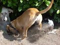 ari shira en lia