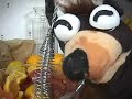 31 minutos tangananica-tanganana