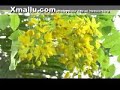 Kanikanum Neram @ Xmallu.com