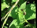Wasp fights Spider