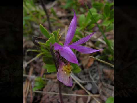how to transplant snow in summer
